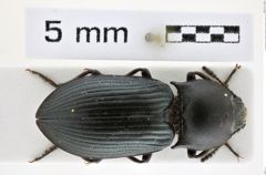 Foto (Dorsalansicht) von Selatosomus (Selatosomus) beysehiricus (Mertlik, 2000) (NHMW-ZOO-COL-0008376)